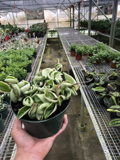Rudy's Plants Variegated Hoya Rope Plant 6 inch pot