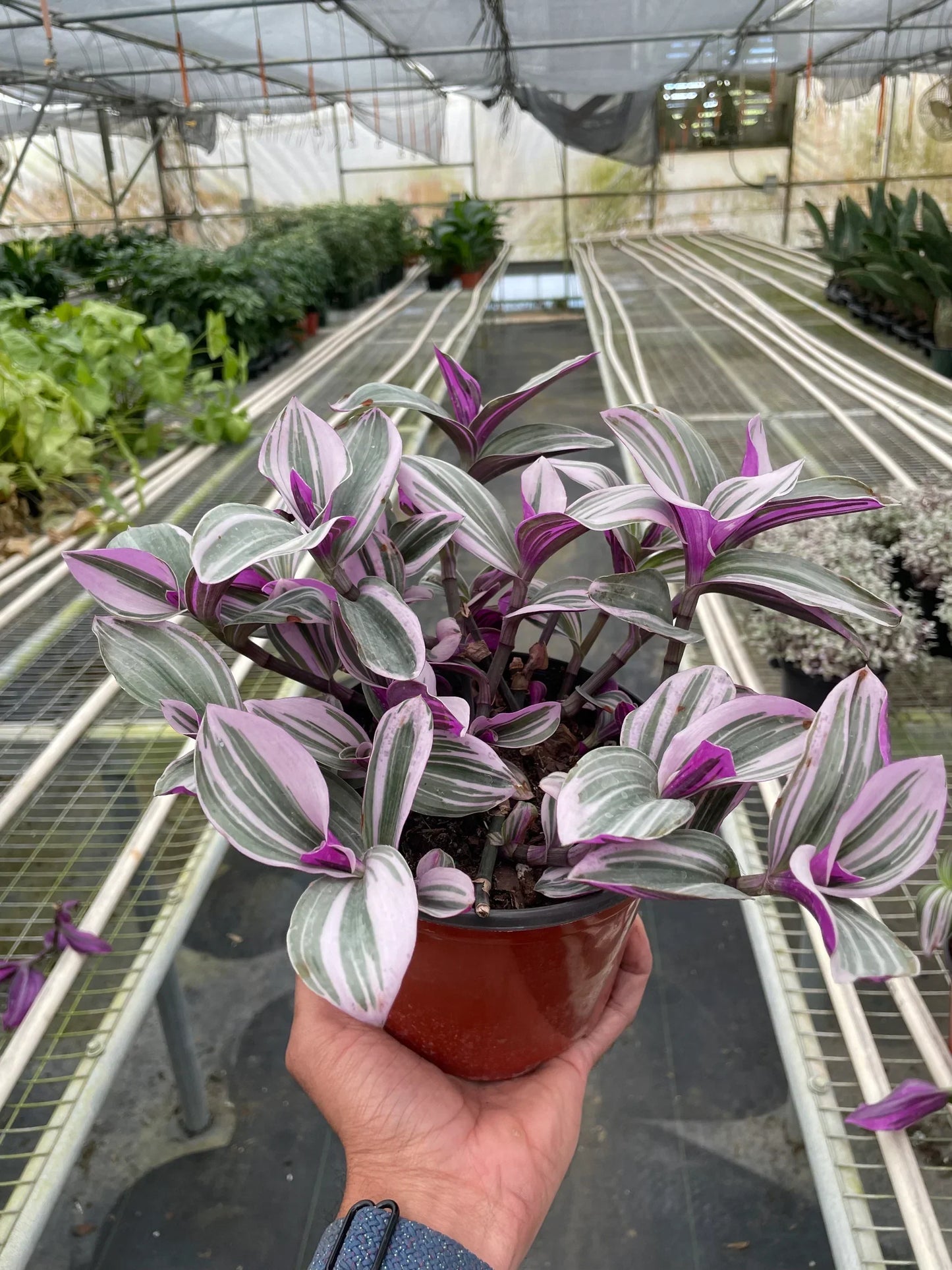Rudy's Plants Tradescantia 'Nanouk' – Purple-Green Variegated Trailing Houseplant