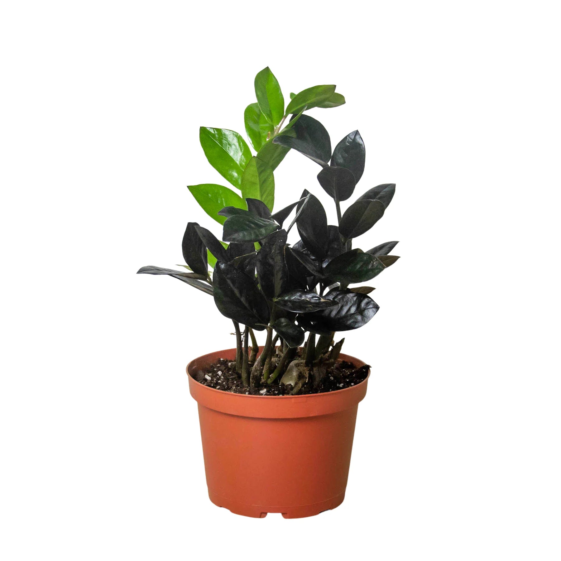 Rudy's Plants ZZ Zamioculcas 'Black Queen' potted plant with dark glossy leaves