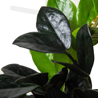 Rudy's Plants ZZ Zamioculcas 'Black Queen' - Dark Glossy Houseplant