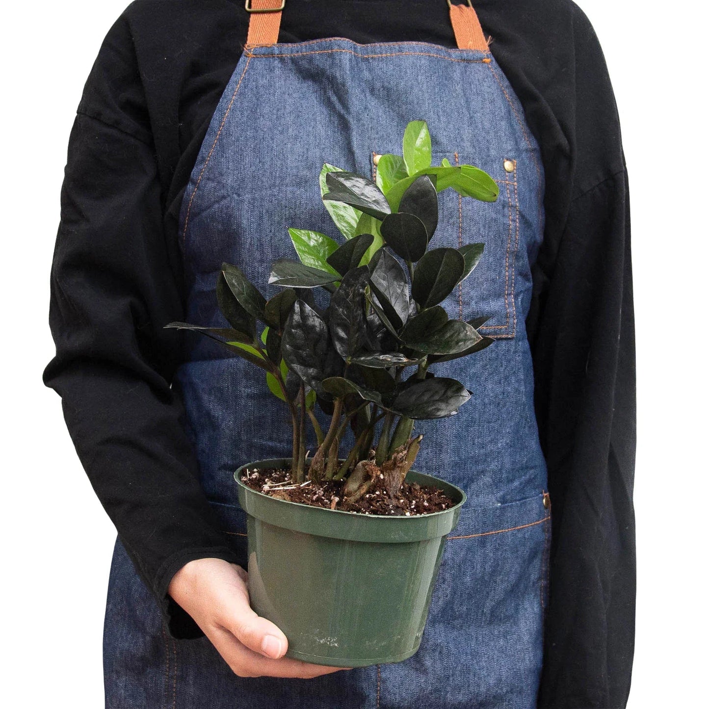 Rudy's Plants ZZ Black Queen dark glossy houseplant 6 inch pot