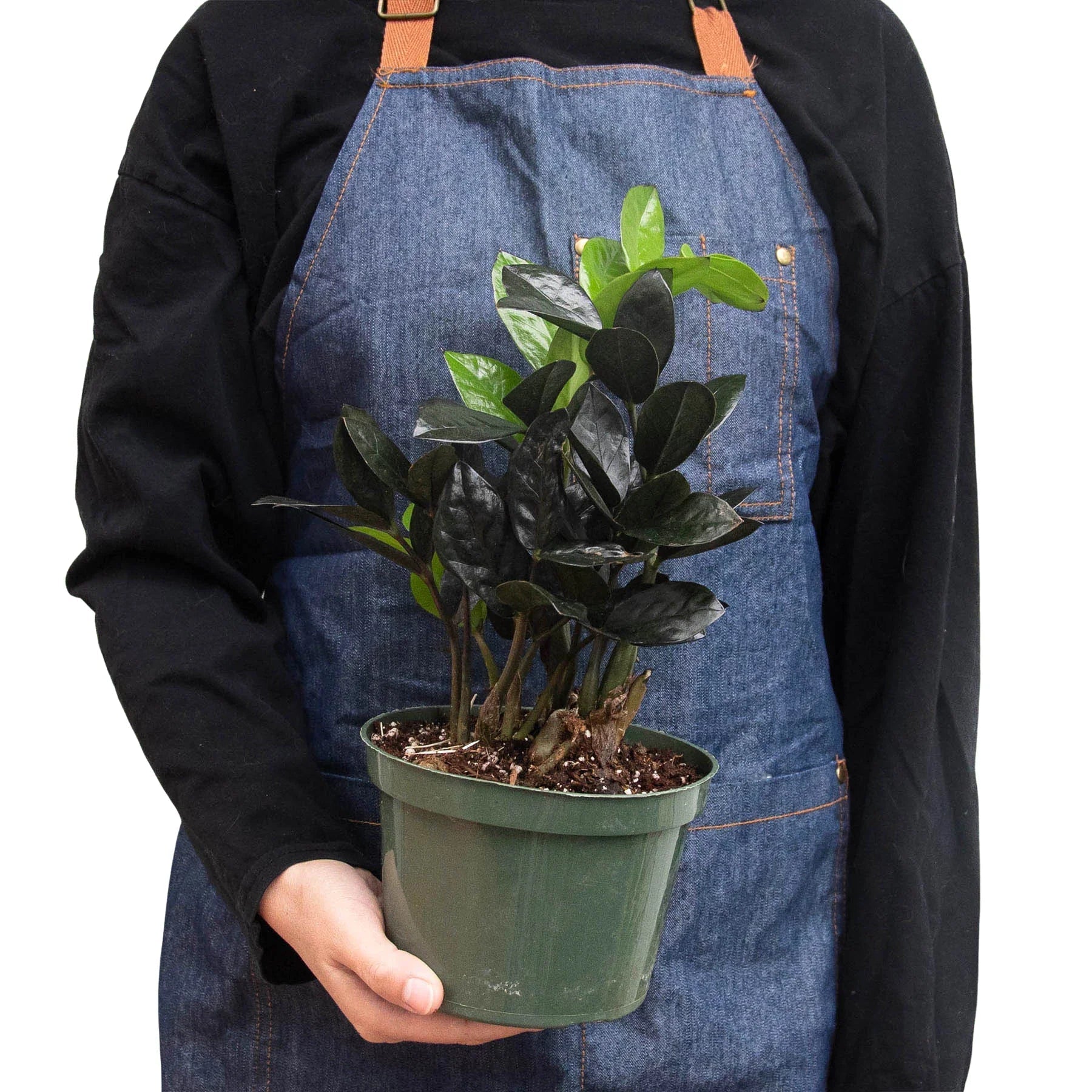 Rudy's Plants ZZ Black Queen dark glossy houseplant 6 inch pot
