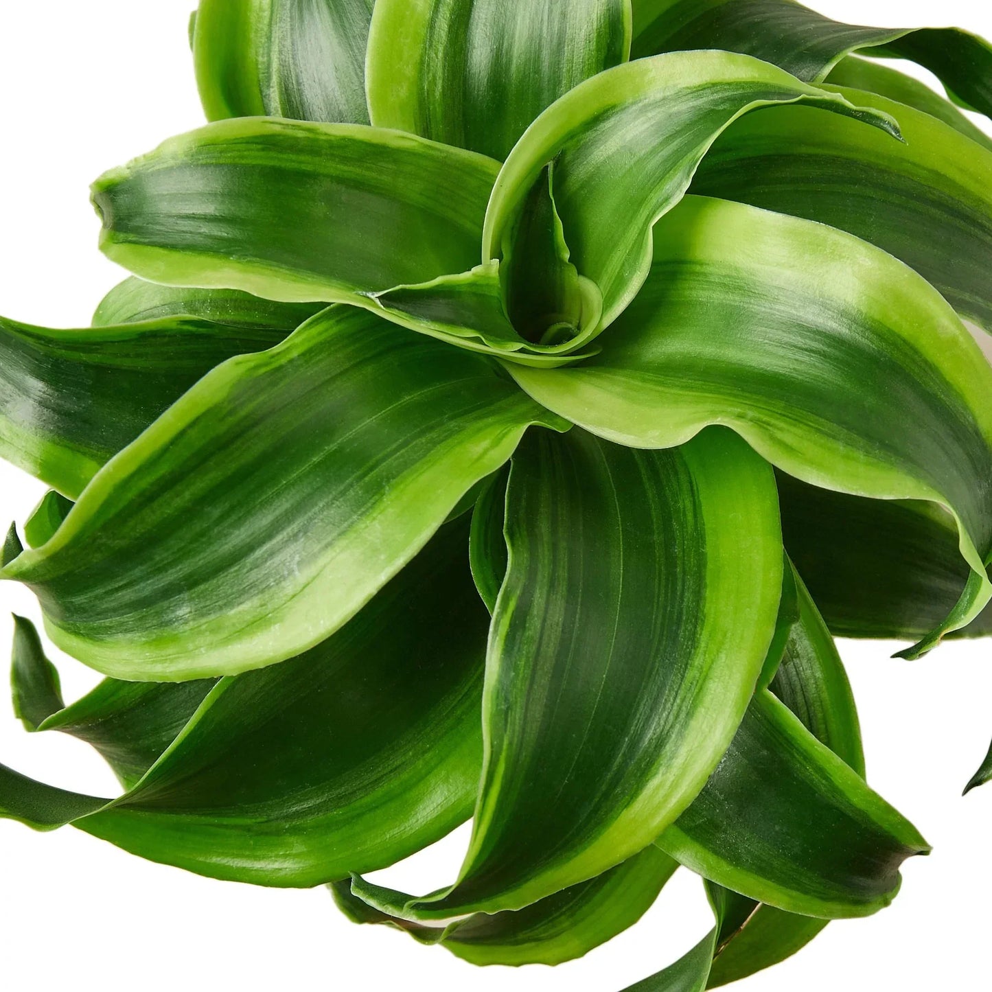 Rudy's Plants Dracaena 'Tornado' - Spiral Variegated Houseplant