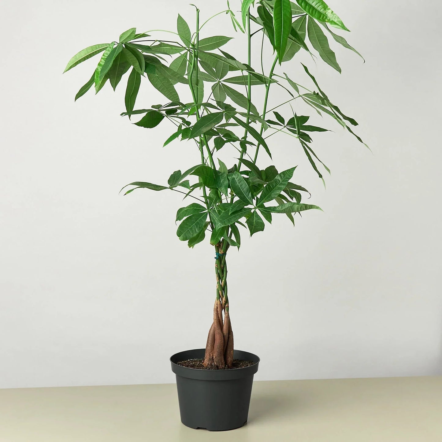 Rudy's Plants Money Tree Pachira Braid 8 inch pot