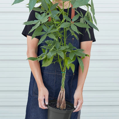 Rudy's Plants Money Tree Pachira Braid 8 inch pot view