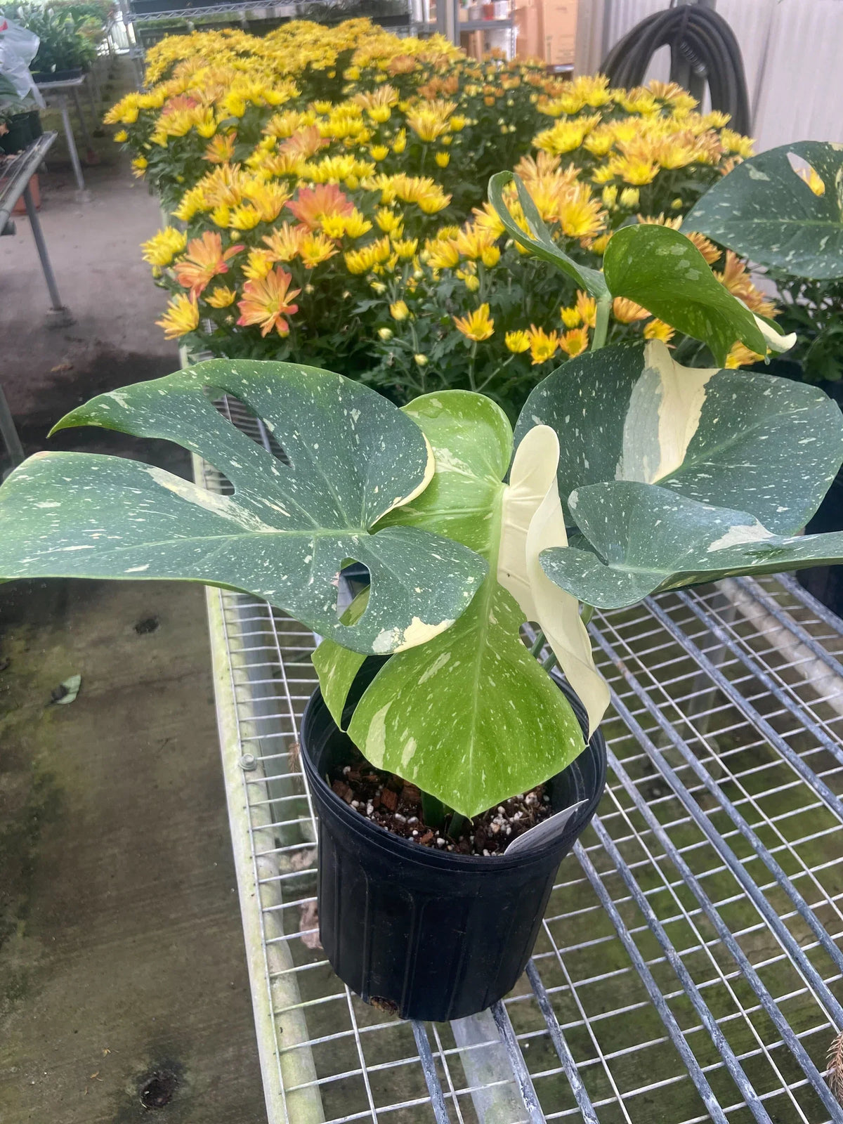 Monstera 'Thai Constellation' Houseplant detail 15