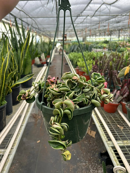 Rudy's Plants Variegated Hoya Rope Plant 8 inch pot