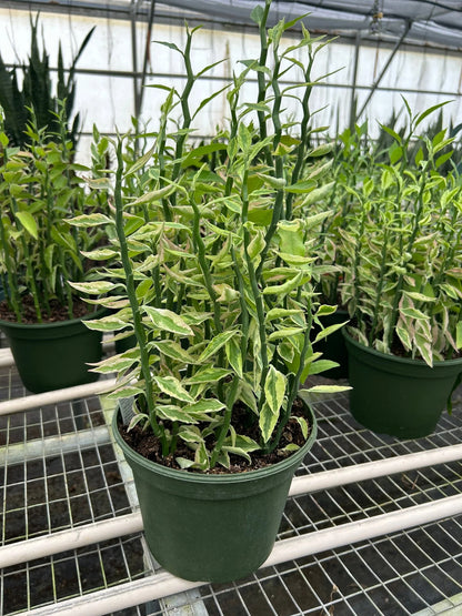 Rudy's Plants Variegated Devil's Backbone Euphorbia - Unique Zigzag Succulent Houseplant