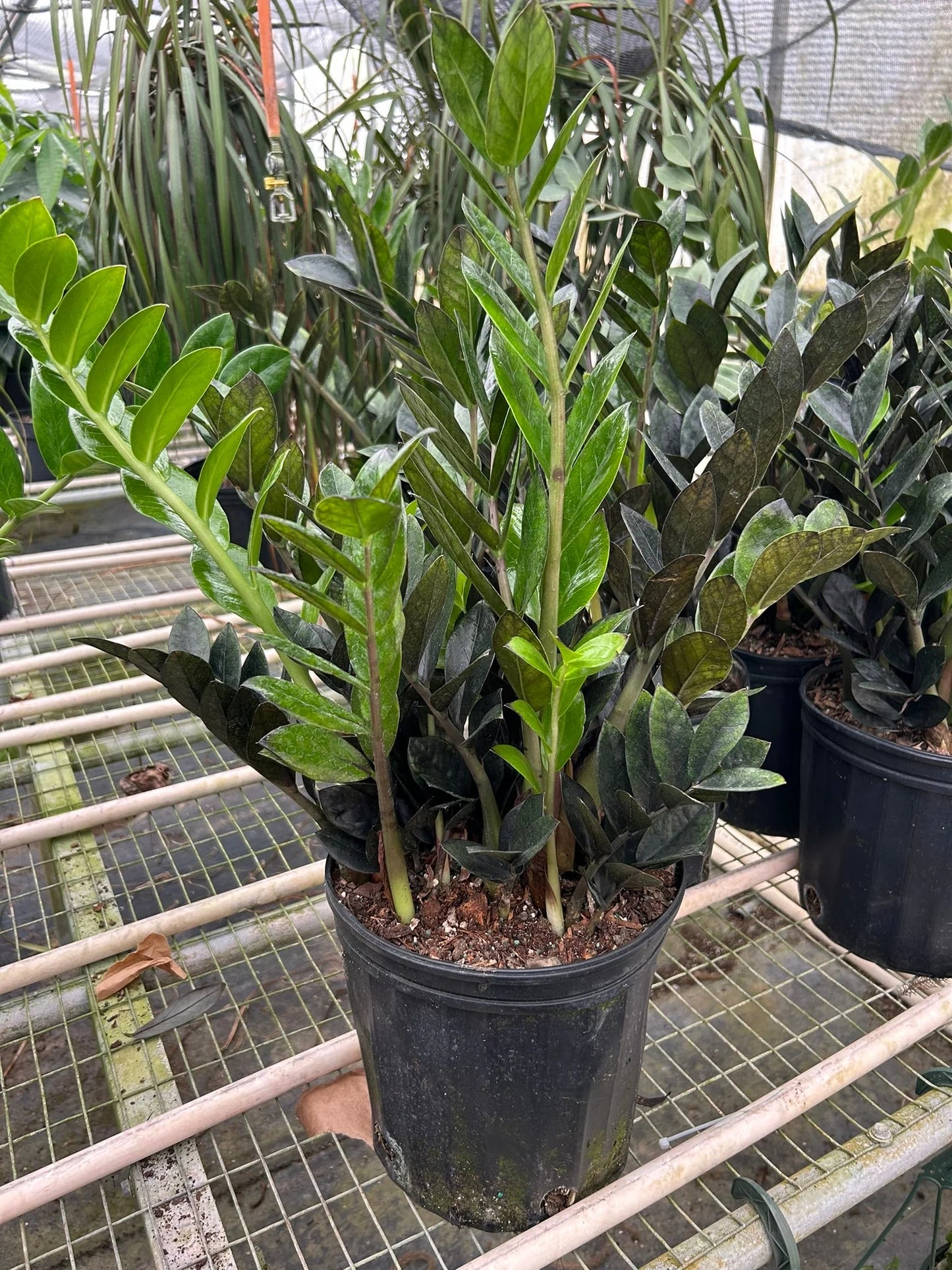 Rudy's Plants ZZ Zamioculcas 'Black Queen' - Dark Glossy Houseplant