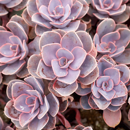 Echeveria 'Perle von Nurnberg' Succulent detail 3