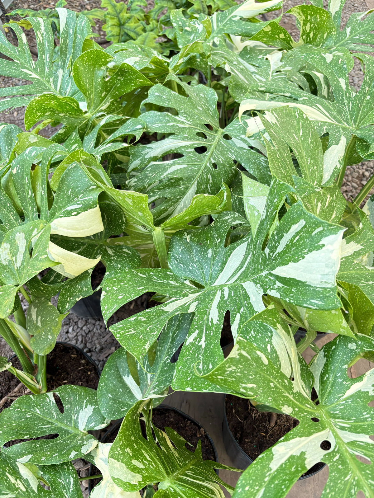 Monstera 'Thai Constellation' Houseplant detail 16