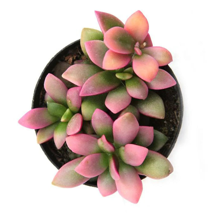 Rudy's Plants Anacampseros 'Sunrise' variegated succulent with pink and lime green leaves in a small pot