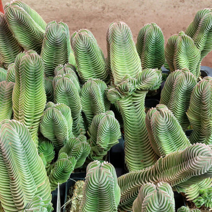 Rudy's Plants Crassula 'Buddha's Temple' - Architectural Succulent