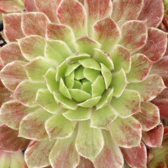 Rudy's Plants Chick Charms Lotus Blossom – Rare Pink Variegated Succulent