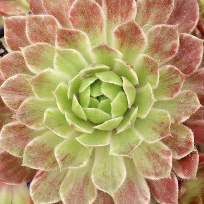 Rudy's Plants Chick Charms Lotus Blossom – Rare Pink Variegated Succulent