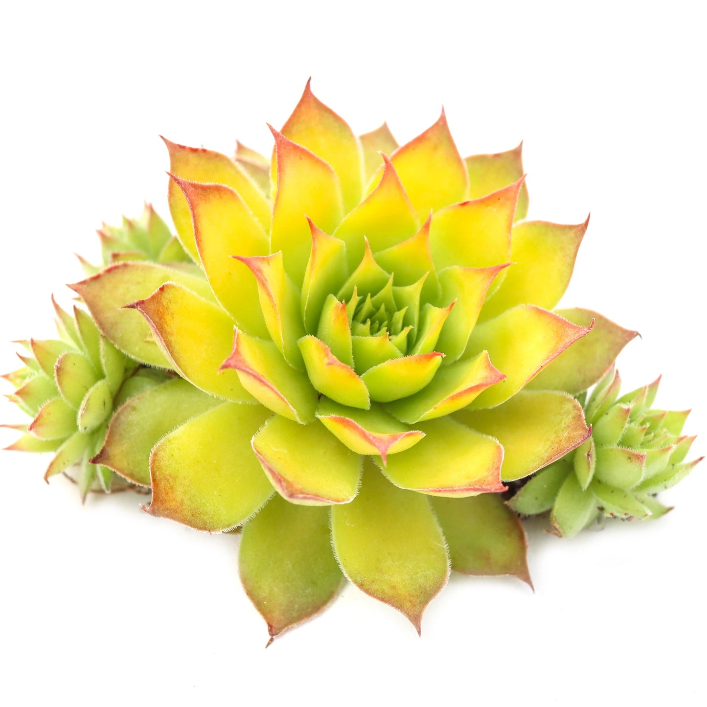 Rudy's Plants Gold Nugget™ Succulent - Year-Round Color