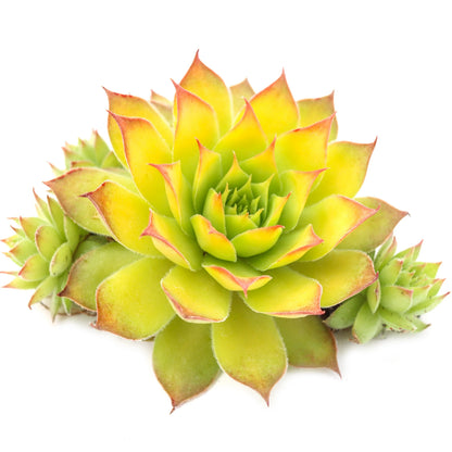Rudy's Plants Gold Nugget™ Succulent - Year-Round Color