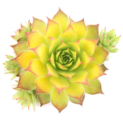 Rudy's Plants Gold Nugget™ Succulent - Year-Round Color