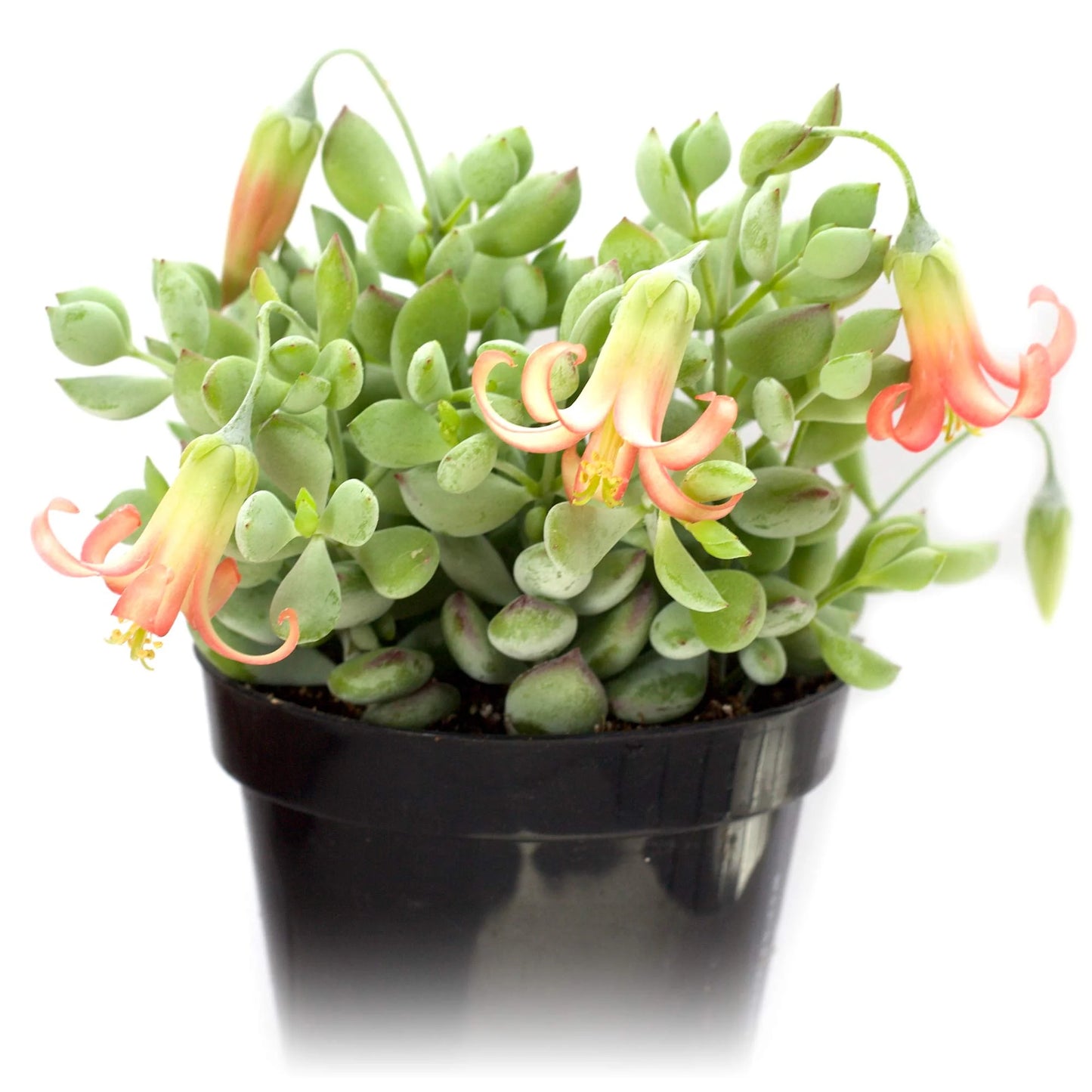 Rudy's Plants Cotyledon pendens 'Cliff Cotyledon' trailing succulent with lime green and dusty blue leaves