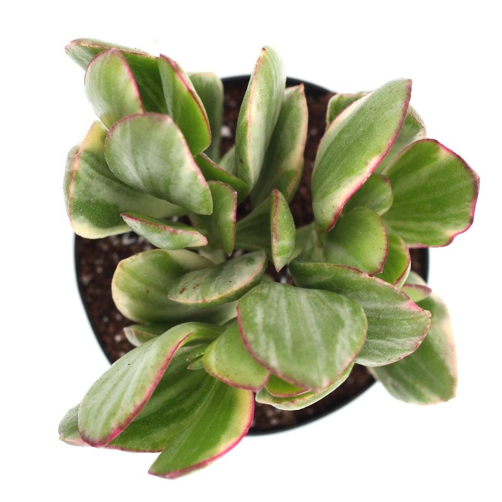 Crassula ovata 'Tricolor' Succulent detail 2