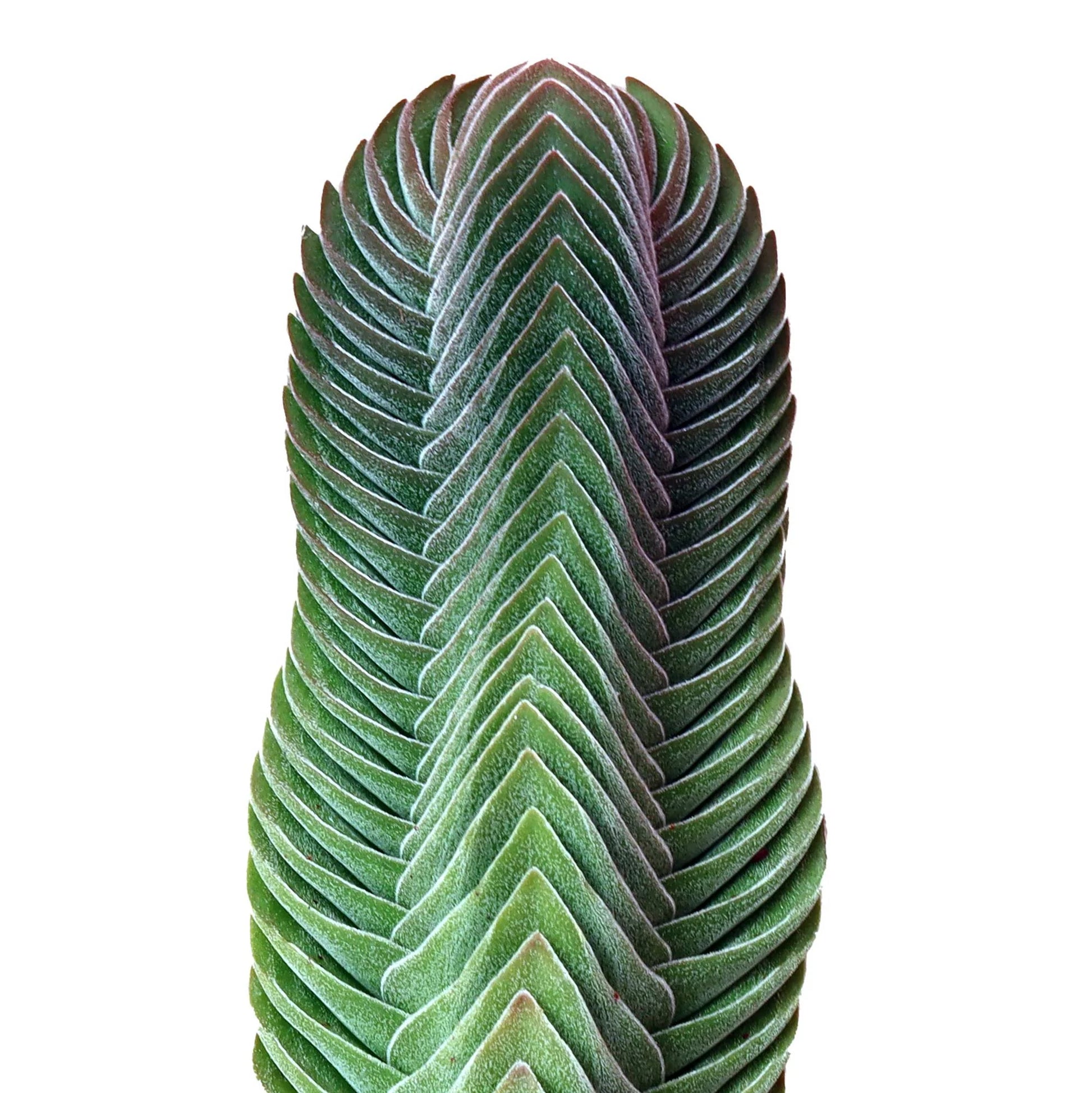 Rudy's Plants Crassula Buddha's Temple succulent architectural plant