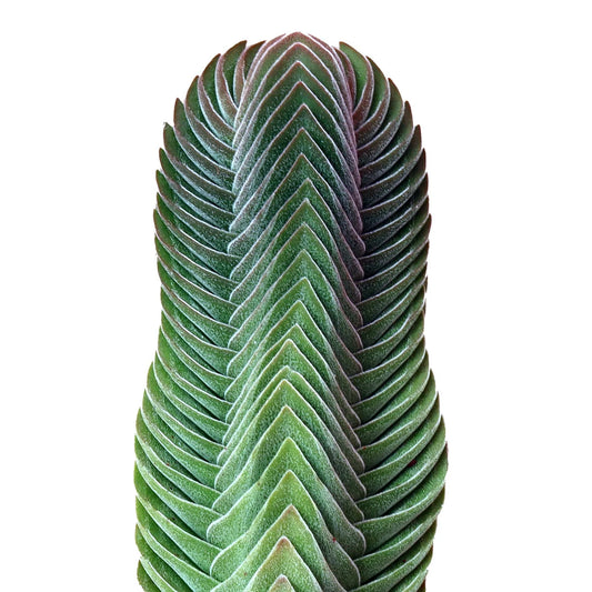 Rudy's Plants Crassula Buddha's Temple succulent architectural plant
