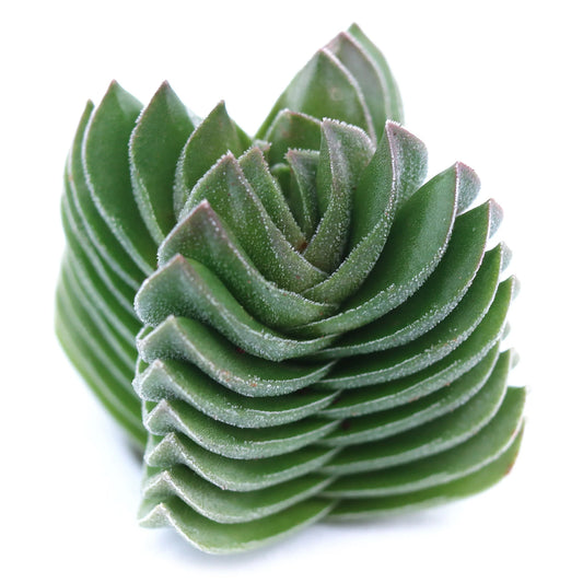 Rudy's Plants Crassula 'Buddha's Temple' - Architectural Succulent