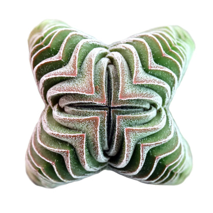 Rudy's Plants Crassula 'Buddha's Temple' - Architectural Succulent