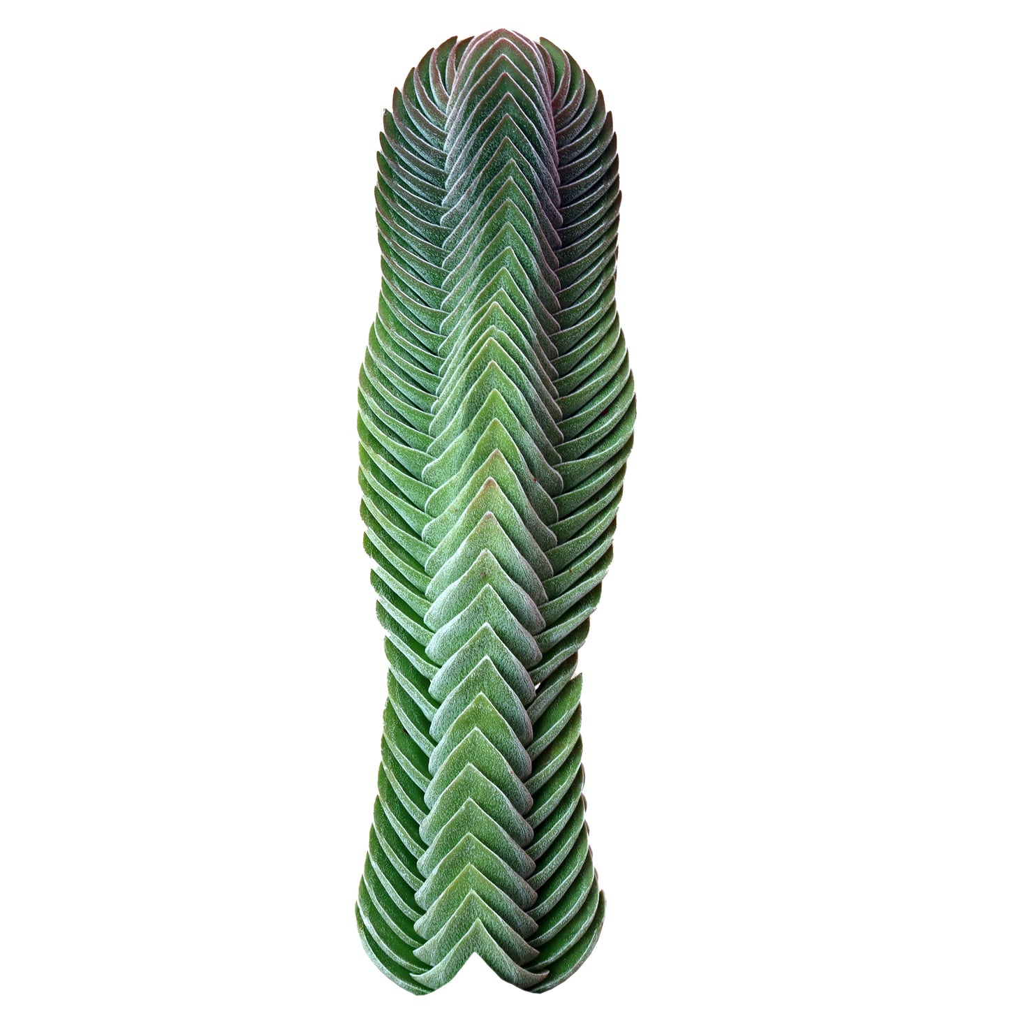 Rudy's Plants Crassula 'Buddha's Temple' - Architectural Succulent