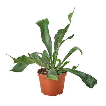 Rudy's Plants Staghorn Fern – Unique Easy-Care Indoor Houseplant