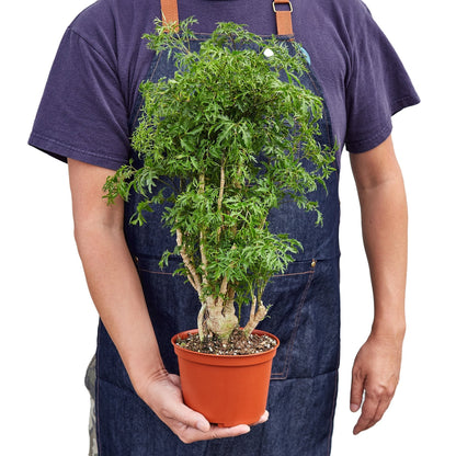 Rudy's Plants Aralia Ming Stump – Indoor Evergreen Shrub with Rich Green Foliage