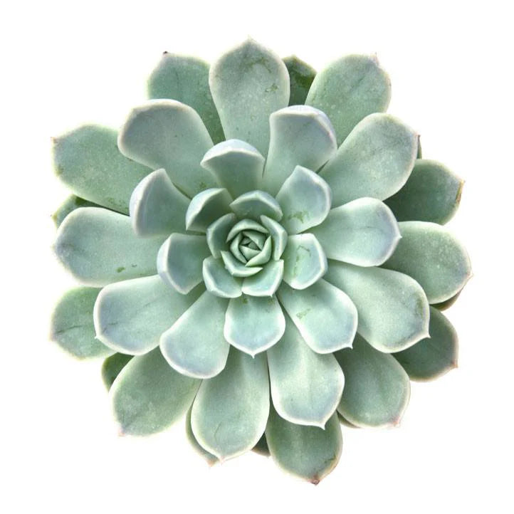 Rudy's Plants Echeveria elegans 'Mexican Snowball' succulent with blue-green rosettes