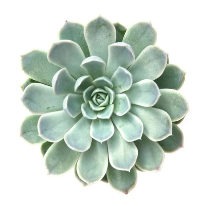 Rudy's Plants Echeveria elegans 'Mexican Snowball' succulent with blue-green rosettes