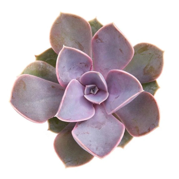 Echeveria 'Perle von Nurnberg' Succulent detail 2