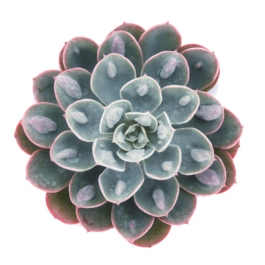 Rudy's Plants Echeveria 'Raindrops' succulent with bumpy blue-green leaves and pink margins