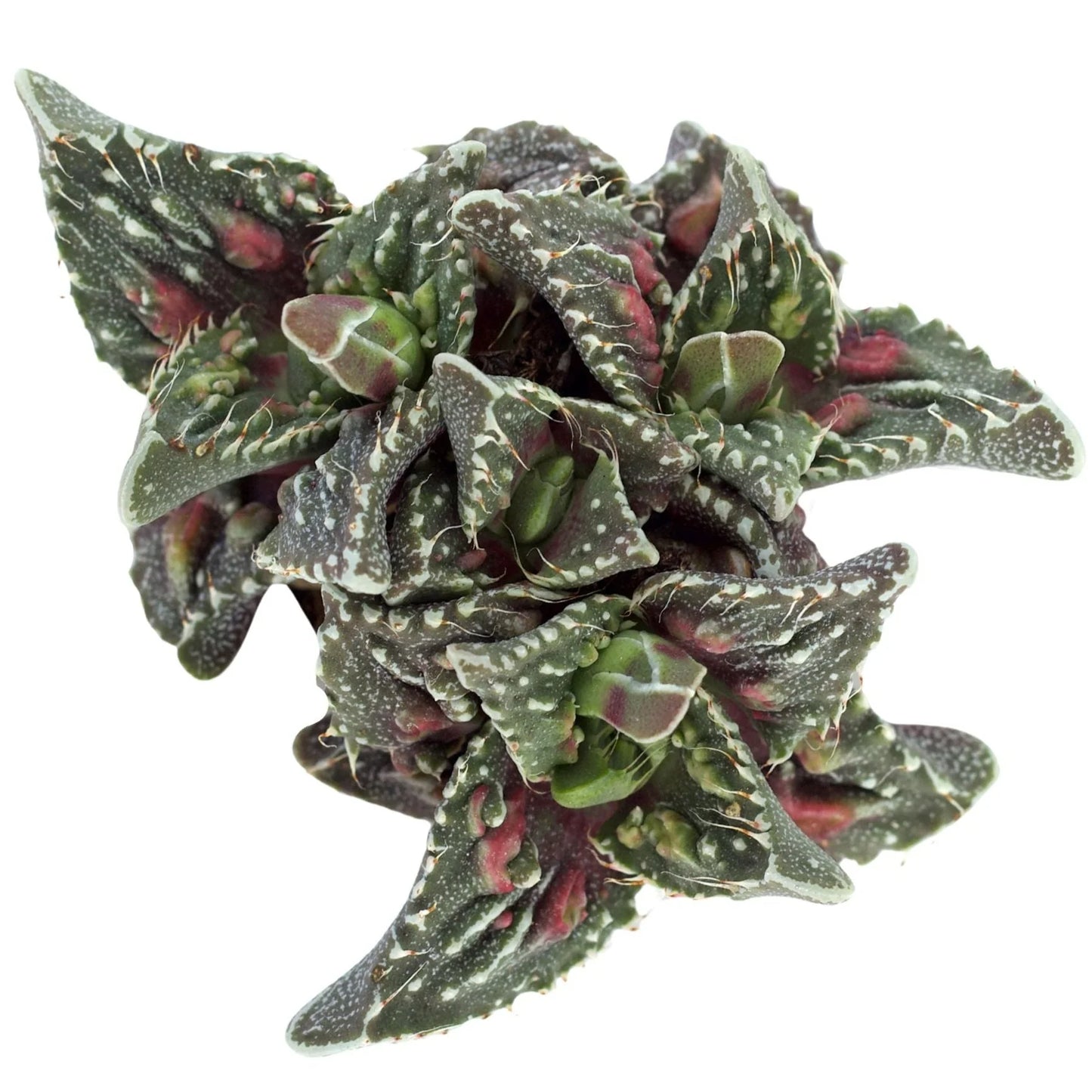 Rudy's Plants Faucaria tuberculosa 'Super Warty' succulent with triangular leaves and soft spines on leaf margins