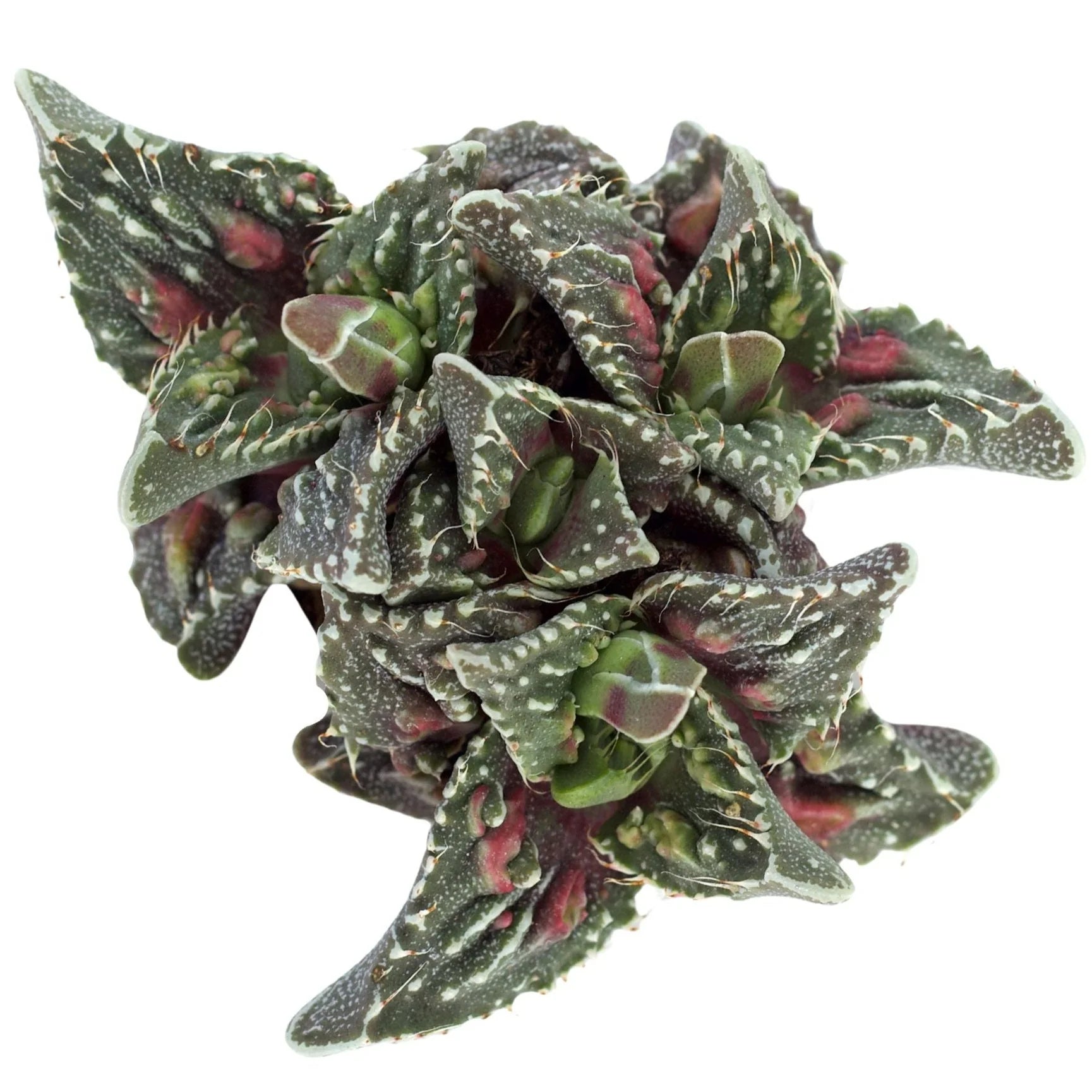 Rudy's Plants Faucaria tuberculosa 'Super Warty' succulent with triangular leaves and soft spines on leaf margins