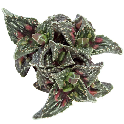 Rudy's Plants Faucaria tuberculosa 'Super Warty' succulent with triangular leaves and soft spines on leaf margins