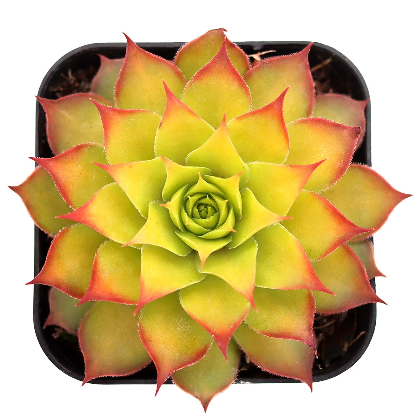 Rudy's Plants Gold Nugget™ succulent displayed in a rock garden setting