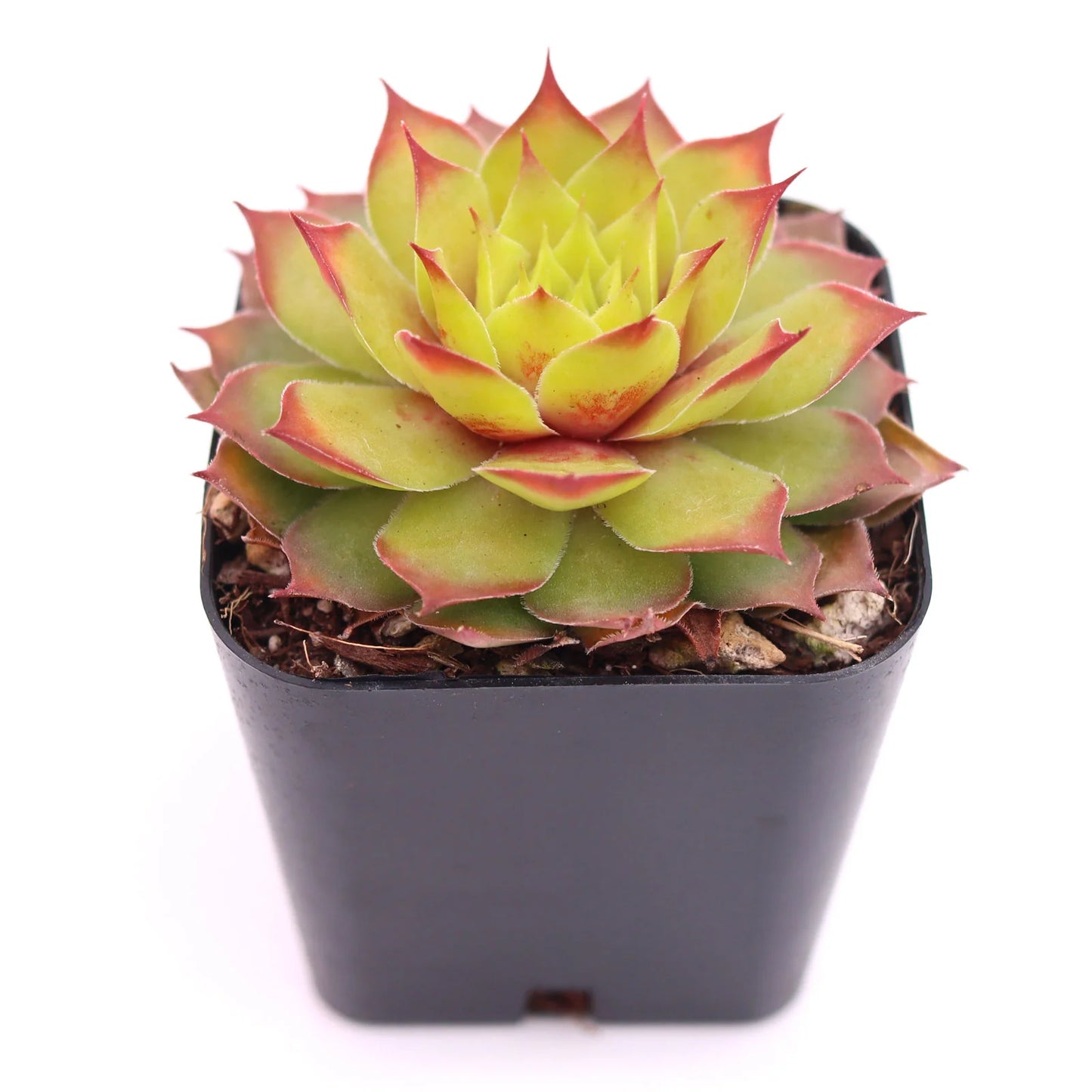 Rudy's Plants Gold Nugget™ Succulent - Year-Round Color