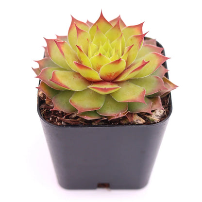 Rudy's Plants Gold Nugget™ Succulent - Year-Round Color
