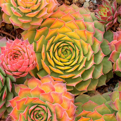Rudy's Plants Gold Nugget™ Succulent - Year-Round Color