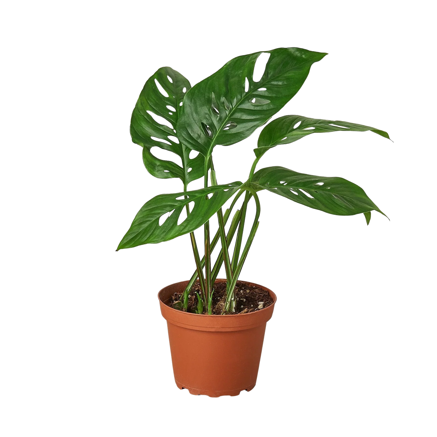 Rudy's Plants Monstera Adansonii 'Swiss Cheese' - Unique Swiss Cheese Vine