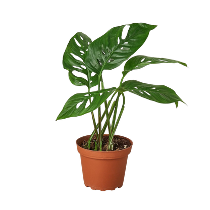 Rudy's Plants Monstera Adansonii 'Swiss Cheese' - Unique Swiss Cheese Vine