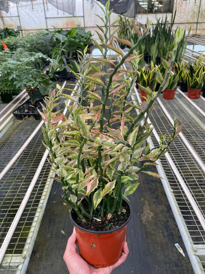 Rudy's Plants Variegated Devil's Backbone Euphorbia - Unique Zigzag Succulent Houseplant