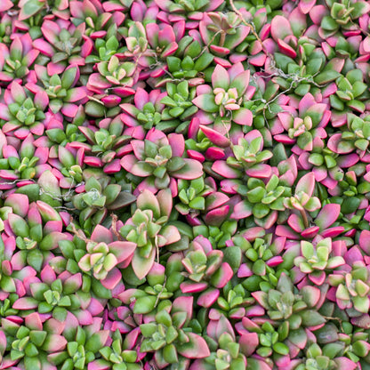 Rudy's Plants Anacampseros 'Sunrise' Variegated Succulent – Pink & Green Rosettes