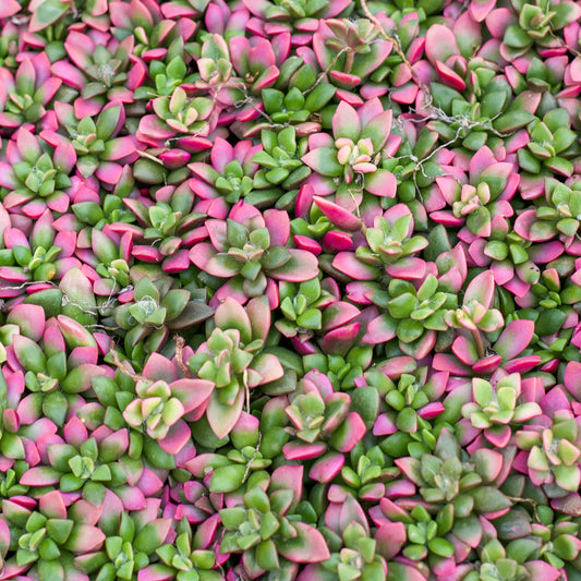 Rudy's Plants Anacampseros 'Sunrise' Variegated Succulent – Pink & Green Rosettes