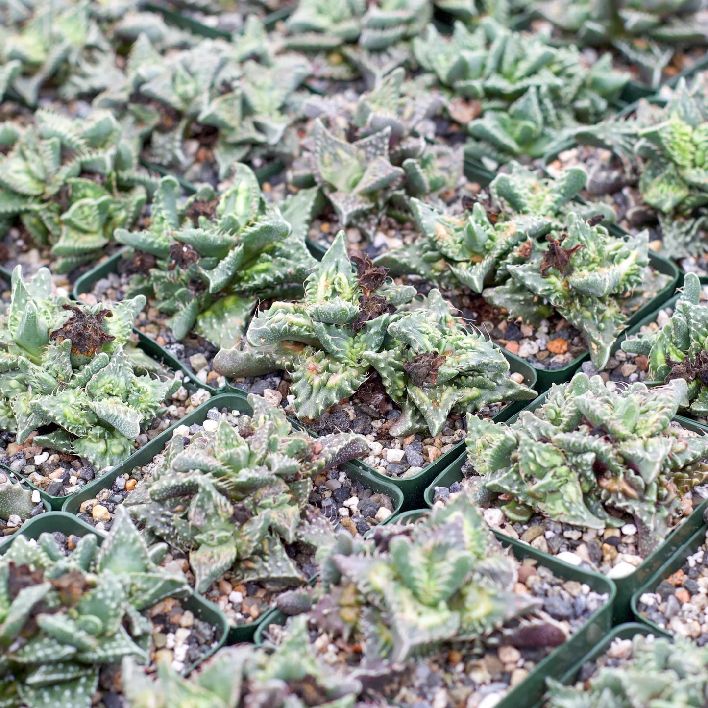 Rudy's Plants Faucaria tuberculosa 'Super Warty' - Green Succulent with Triangular Leaves and Harmless Spines