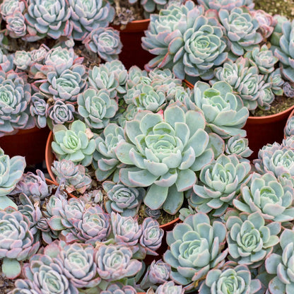 Rudy's Plants Echeveria elegans 'Mexican Snowball' - Blue Green Succulent Rosette