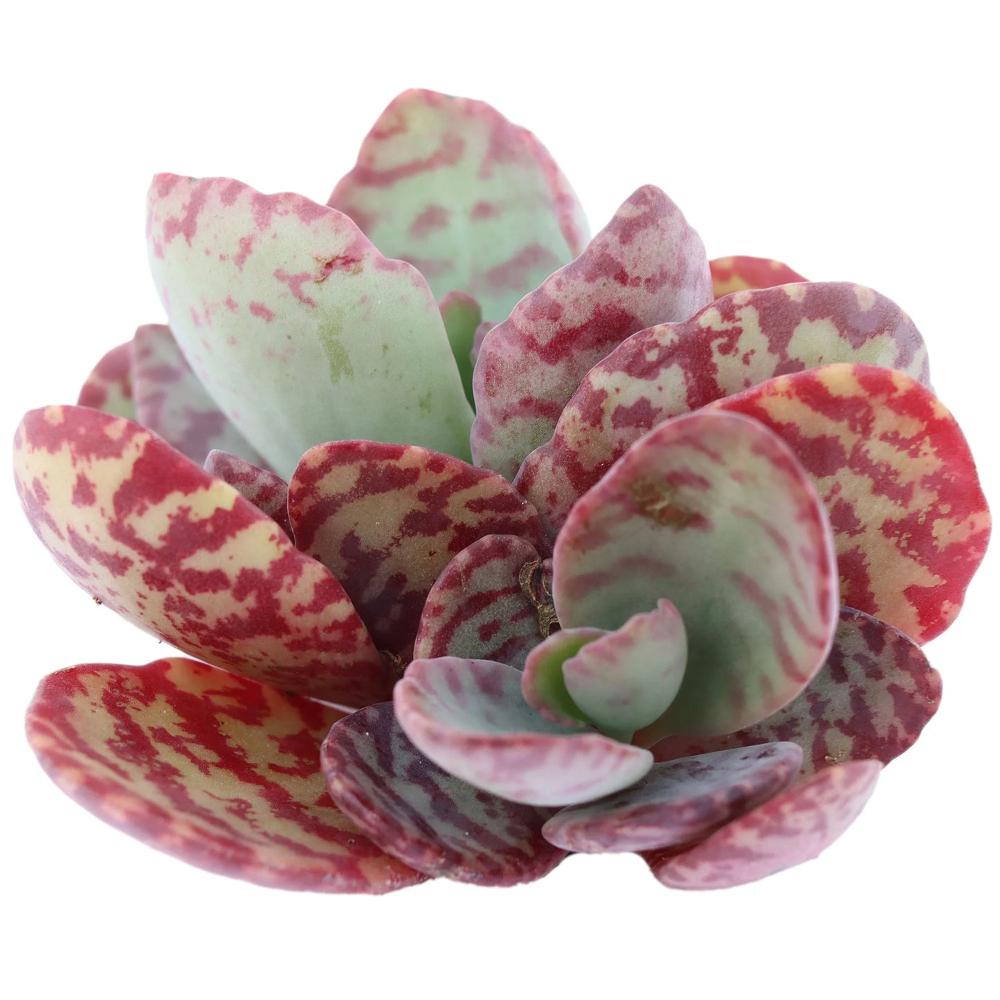 Rudy's Plants Kalanchoe humilis 'Desert Surprise' - Zebra Stripe Succulent